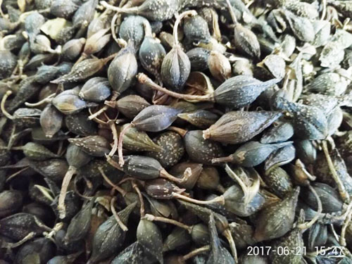 連翹 連翹